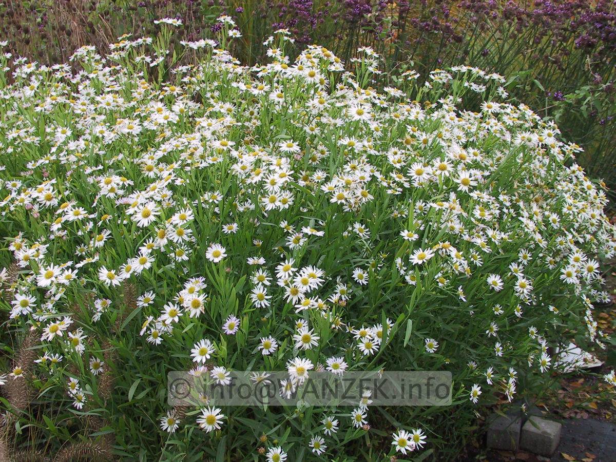 Boltonia asteroides Snowbanks.JPG